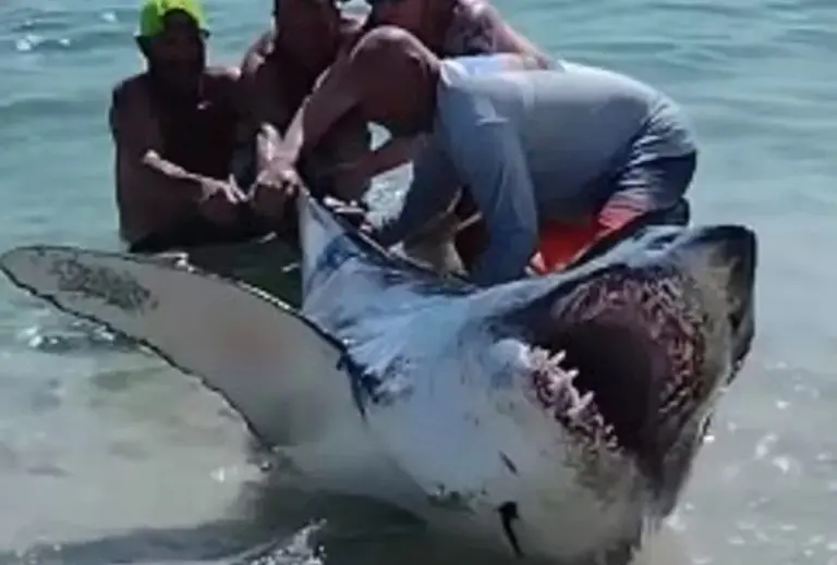 Ovo je prizor koji niko ne želi vidjeti na plaži. Srećom, junaci su ustrajali i spasili život morskom psu