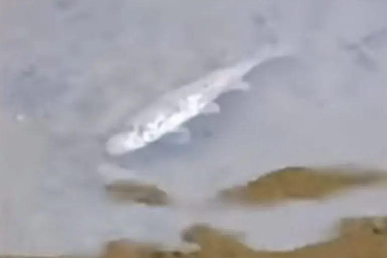 Ekološka katastrofa kod Kaknja