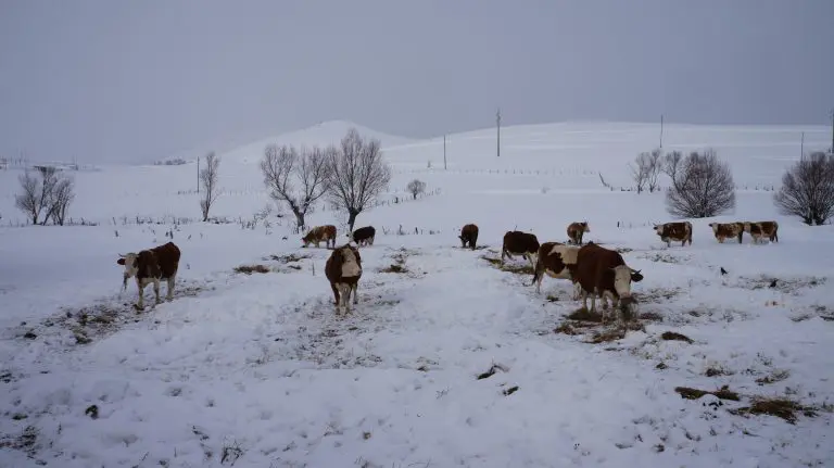 Ekipe zimske službe u pripravnosti, jutros intervenišu u višim predjelima grada