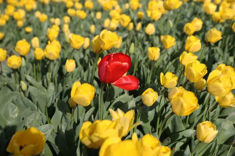Doživite proljeće na jedinstven način: Posjetite 5 najatraktivnijih evropskih destinacija