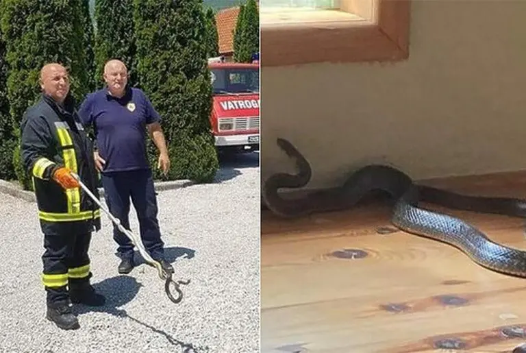 Velika zmija im ušla u kuću, morali zvati vatrogasce u pomoć