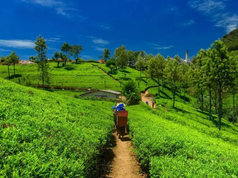 Mala himalajska država zabranom upotrebe pesticida pretvorena u raj na zemlji