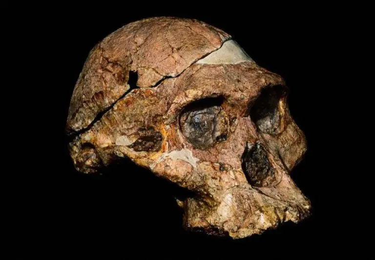 Istraživanje – Fosilni ostaci ljudskih predaka milion godina stariji nego što se mislilo