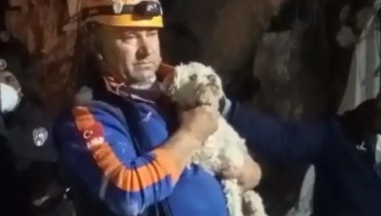 Ispod ruševina Hataya 25 dana nakon zemljotresa spašen pas