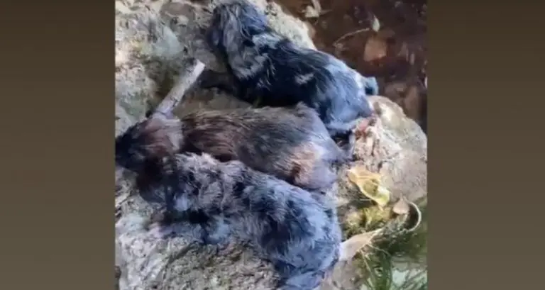 Čovjek bacio vreću s psićima u Neretvu, dječak za njima skočio u ledenu rijeku, da bi ih spasio…