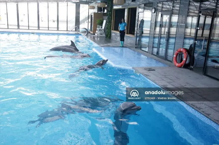 Ukrajina: Delfini evakuisani iz Harkova stigli u Odesu