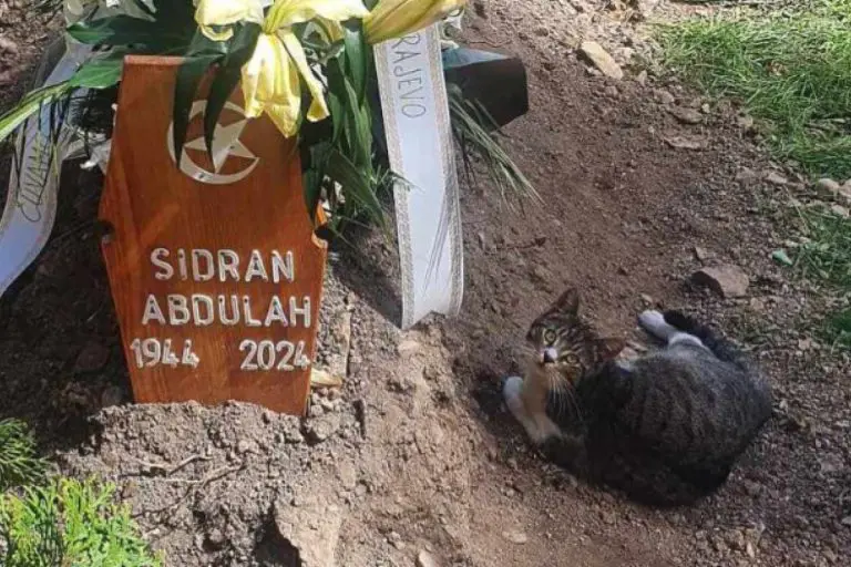 Mačka se ne odvaja od groba Abdulaha Sidrana