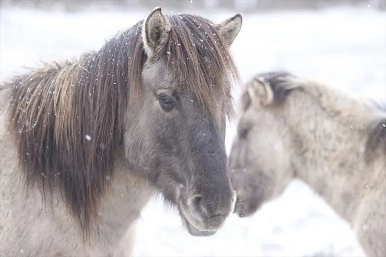 Divlji konji Tarpan u Bjelorusiji: Igraju veliku ulogu u održavanju pašnjaka