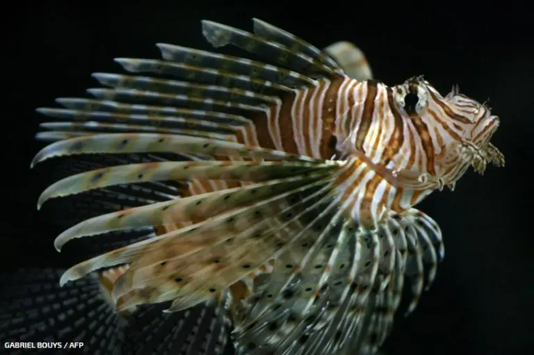 Opasni stanovnici u Jadranu: Spisak životinja kojih se treba kloniti