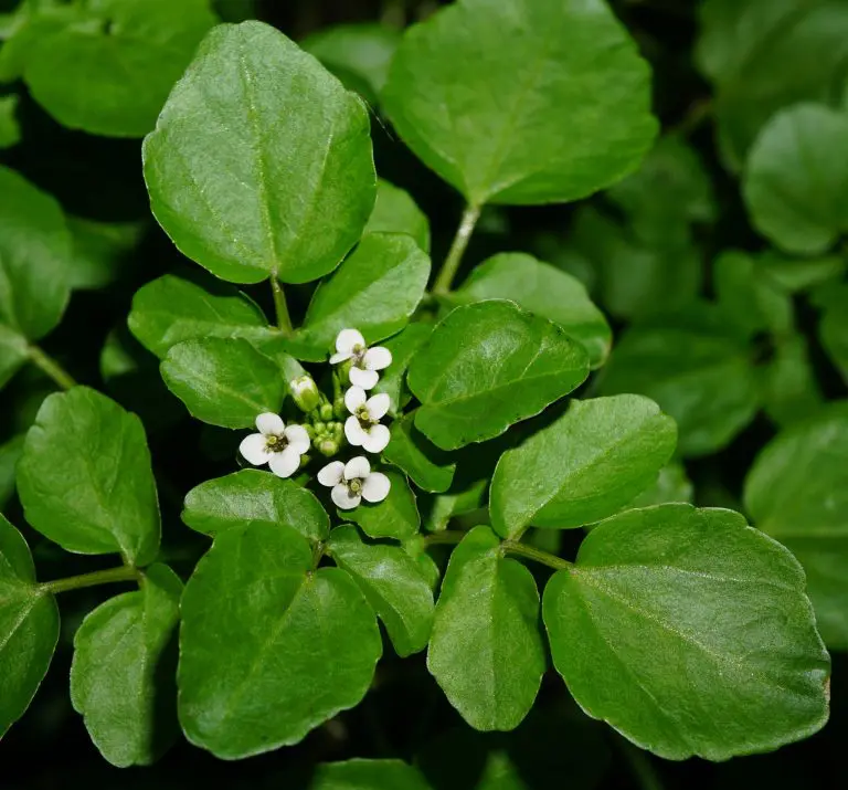 Proglašena najzdravija biljka na svetu