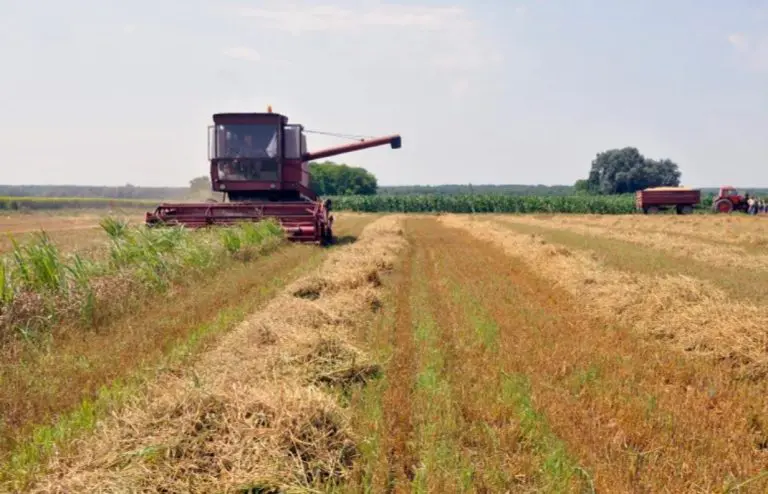 S oranice u Slavoniji misteriozno nestalo 35 tona pšenice, policija pronašla počinitelje. Priča je luda