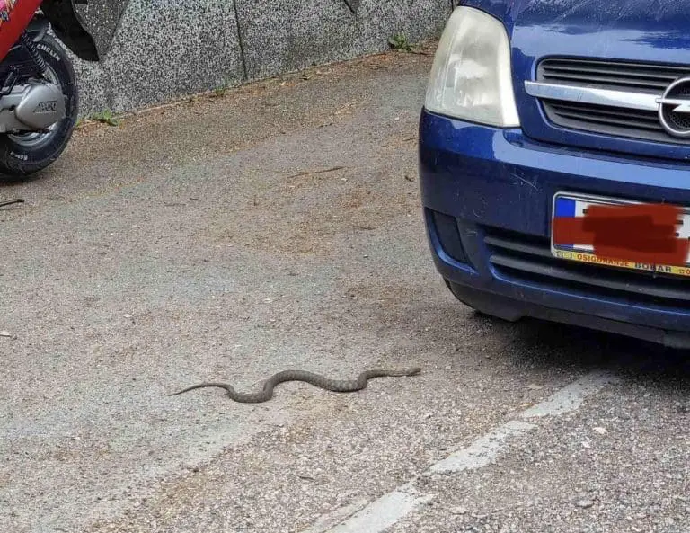 Zmija viđena u gradskom naselju u Banjaluci