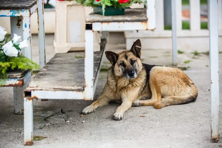 Na leptospirozu nisu imuni ni psi, evo kako ih zaštititi