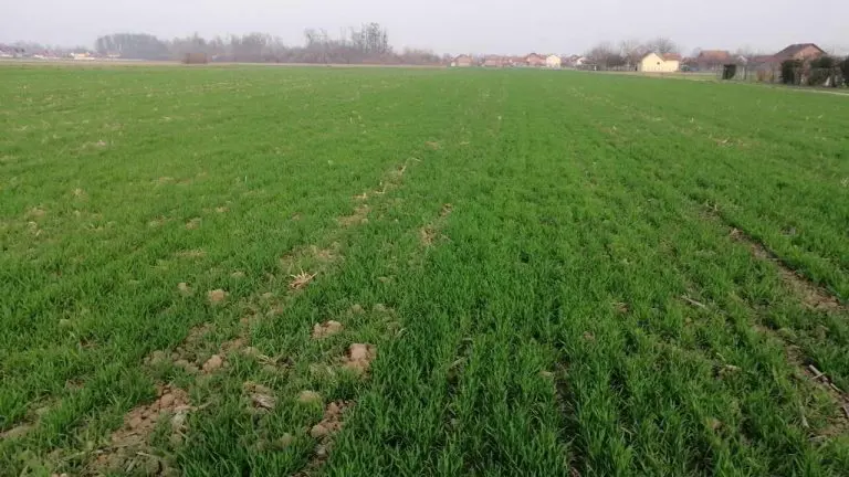 “Došli smo u situaciju da je jedna pekarska kifla jednaka cijeni kilograma pšenice”