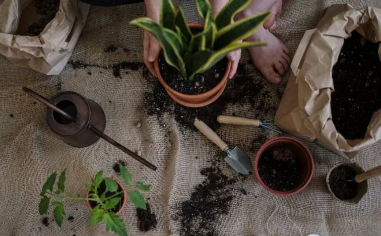 Avgust je pravo vrijeme za sadnju nekoliko biljaka: Jedna od njih je mnogima na popisu omiljenih