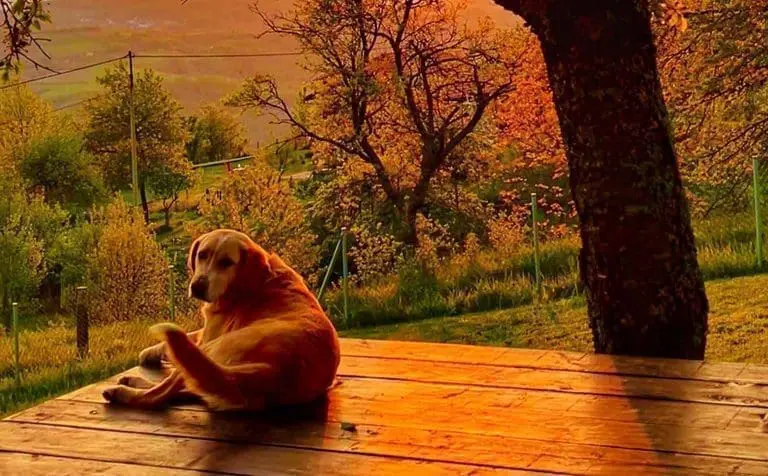 Zbog napuštanja psa ići će se u zatvor!