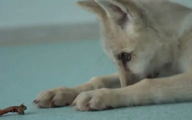 Upoznajte Maju – prvog kloniranog vuka: Naučnici u Kini su uspjeli iz 85 embriona i materice bigla da stvore štene