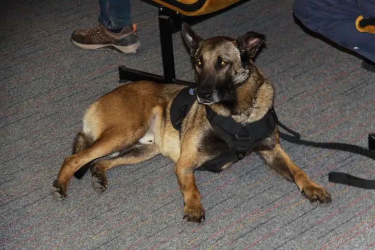 Dijete koje je pas teško povrijedio operisano, u stabilnom je stanju