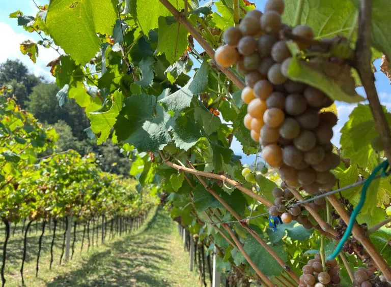 Žene na selu mogu voditi uspješne biznise, nisu samo domaćice
