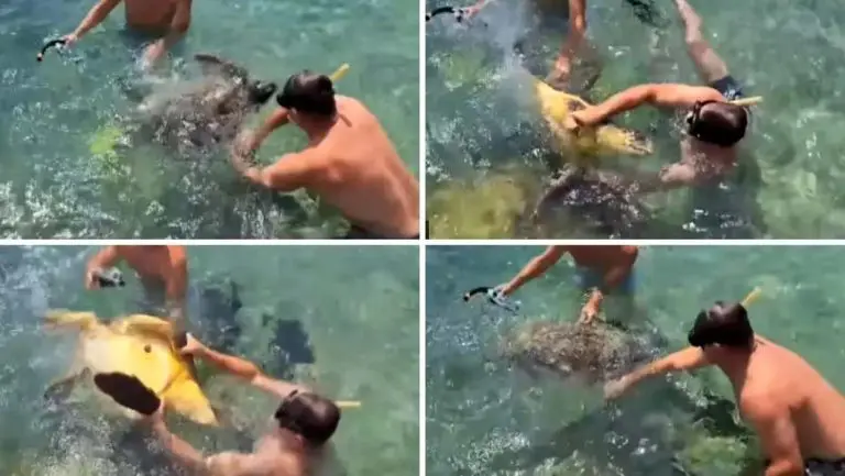 HRT je objavio snimku mučenja kornjače: ‘Jesu li idioti razlog što se životinja brani i grize?!’