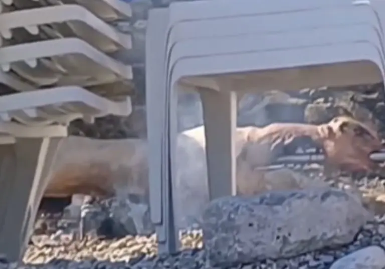 Pekli janje nasred popularne plaže (VIDEO)