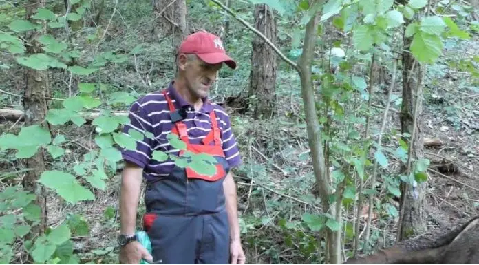 (VIDEO) Hajrudin digao kredit za kravu a preksinoć ostao bez nje