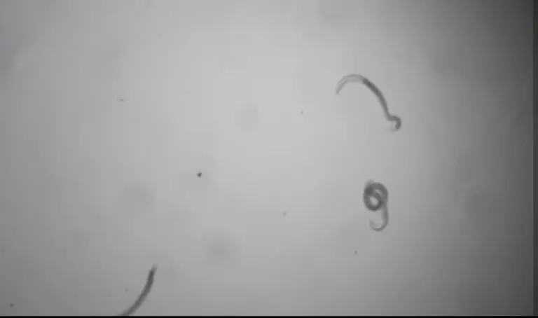 Crv oživio poslije 46.000 godina provedenih u sibirskom permafrostu