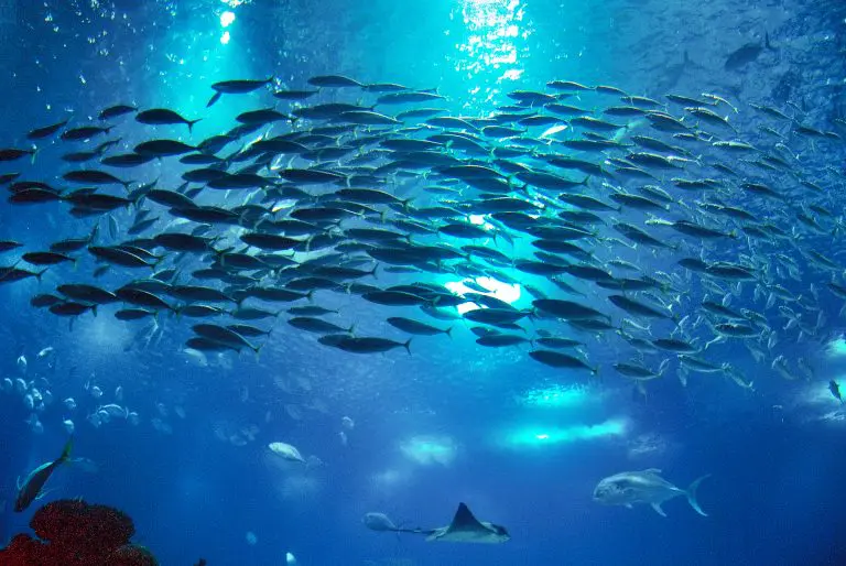 Otkrivena riba kojoj venama teče antifriz