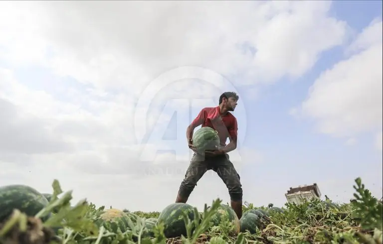 Kako je lubenica postala simbol palestinske solidarnosti