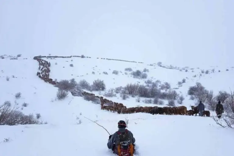 Krave s farme u Livnu nadmudrile čopor vukova, spašeno svih 150