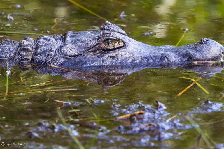 Vjenčanje gradonačelnika i aligatora: “Mlada” na sigurnom – vezana, par poljubaca u njušku i ovacije