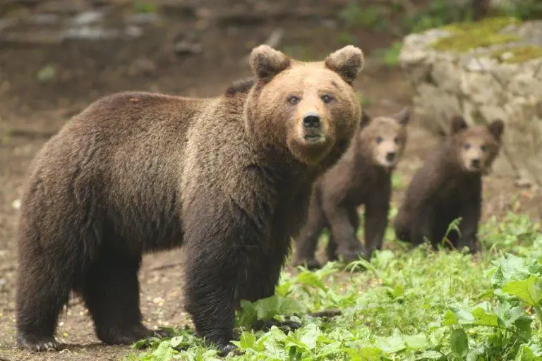 Nestali dječak nakon tri dana nađen u šumi: Tvrdi da ga je spasio njegov prijatelj, medvjed