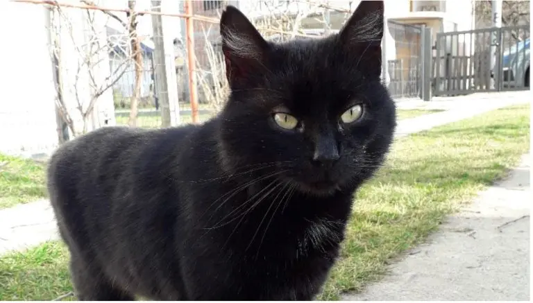 Iscjeljujuće moći mačaka: Mačke vam dolaze s razlogom!