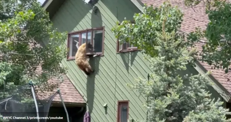 VIDEO Medvjed im se popeo na kuću, ušao kroz prozor i pojeo krmenadle