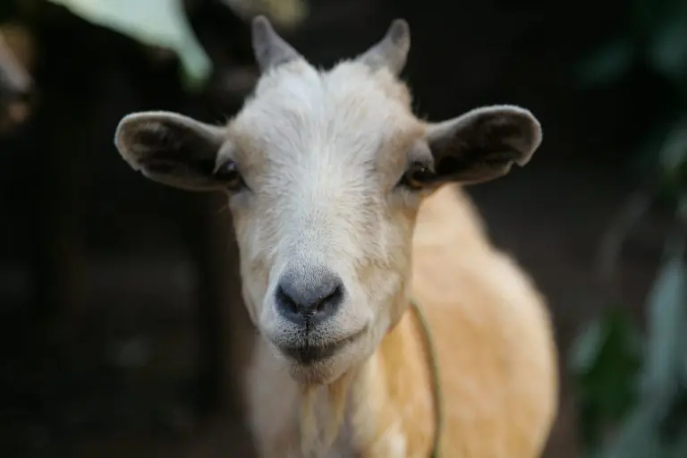 Stado od 15 koza spasilo je željeznicu od korova i požara! Pokazale su se kao izvrsne i marljive radnice, a sad ih traže i drugi poslodavci