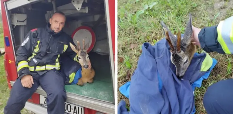 “Najhrabriji čuvari”: Zaprešićki vatrogasci spasili srndaća koji je zaglavio u bujici
