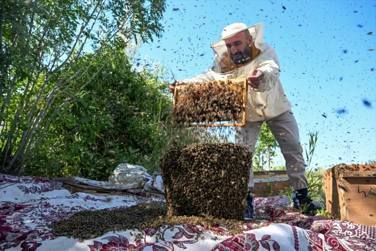 Na putu ka Guinnessu: Turski pčelar se želi prekriti sa 65 kilograma pčela