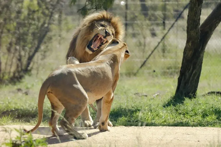 Svjetski dan divljih vrsta: Uništavanje staništa katastrofalno za planetu