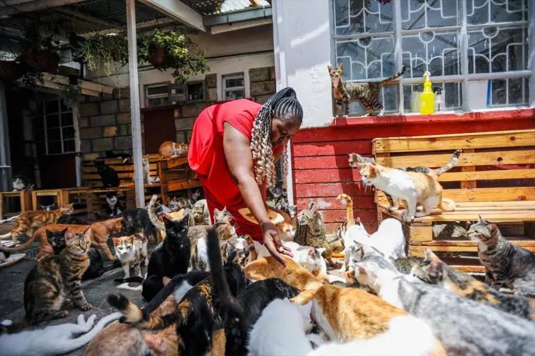 Žena u Keniji živi u kući sa više od 500 mačaka