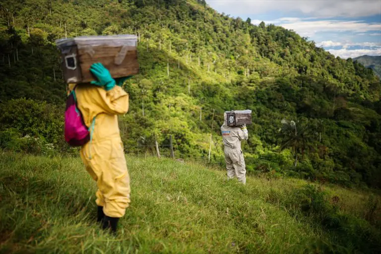 Kolumbijski pčelari premještaju pčele zbog uticaja El Nina