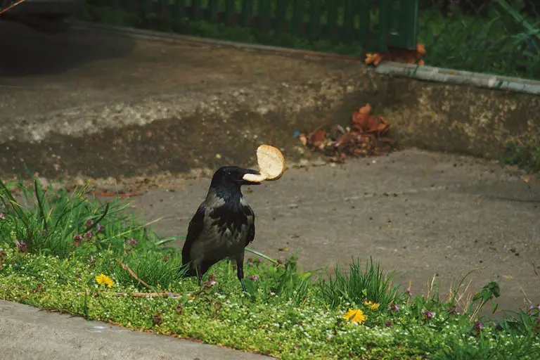 Dejan Ilić:  Izborna dembelija