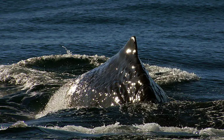 Kit ubica snimljen u dosad nezabilježenom napadu: Naučnici šokirani takvim ponašanjem (VIDEO)
