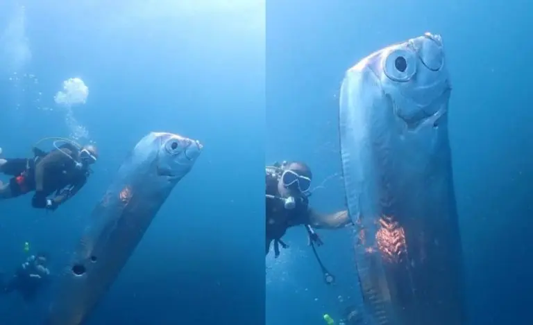 “Riba sudnjeg dana” se pojavila u plitkim vodama, naslutila je katastrofu…