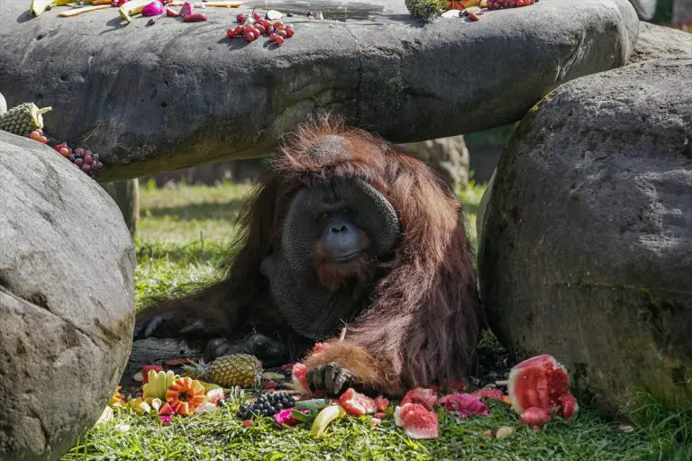 Najstariji orangutan na Baliju proslavio 46. rođendan