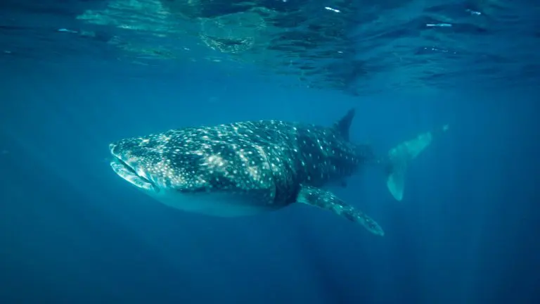 Najveća ajkula na svijetu nije mesožder, ona je “nježni div”
