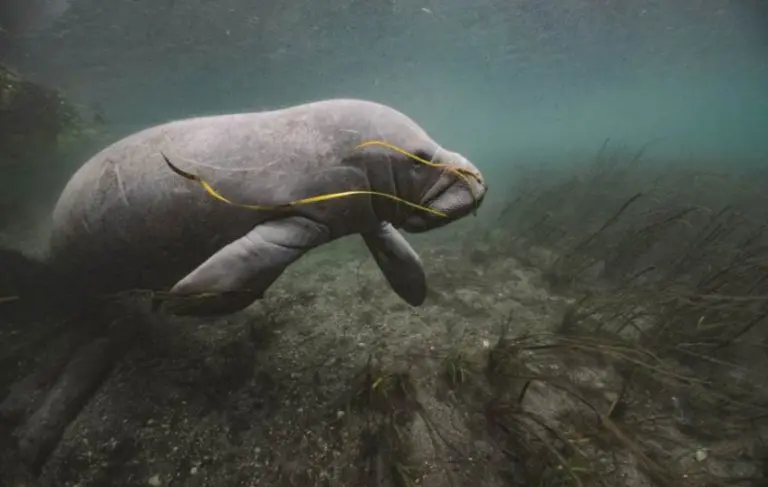 Ljudi su se već jednom okupili da spasu simpatične lamantine! Mogu li to da urade ponovo?