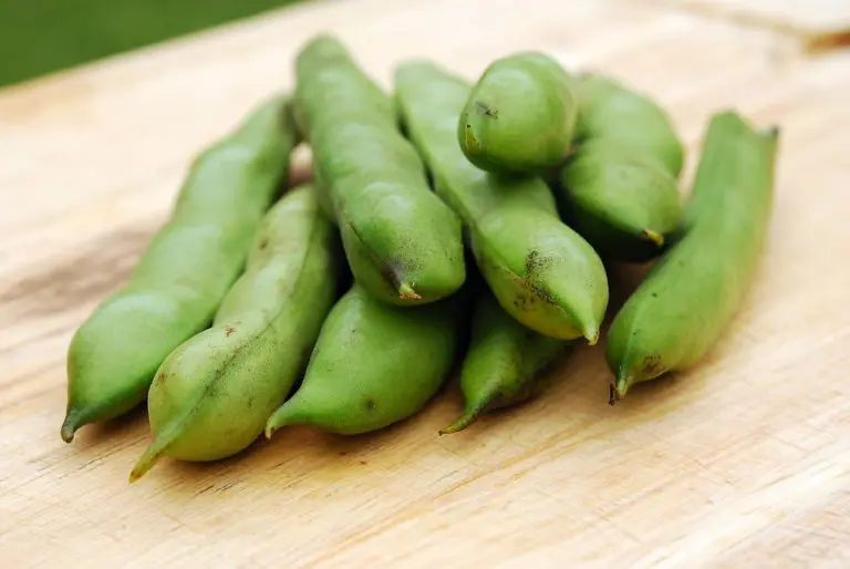 Najstarije povrće koje su ljudi gajili, a danas ga potcjenjujemo