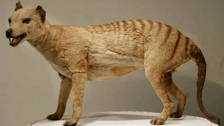 Australija: Naučnici vjeruju da mogu vratiti izumrlog tasmanskog tigra