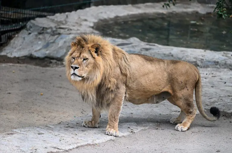 Par lavova liječenih u Istanbulu dobilo priliku za nastavak vrste (FOTO)