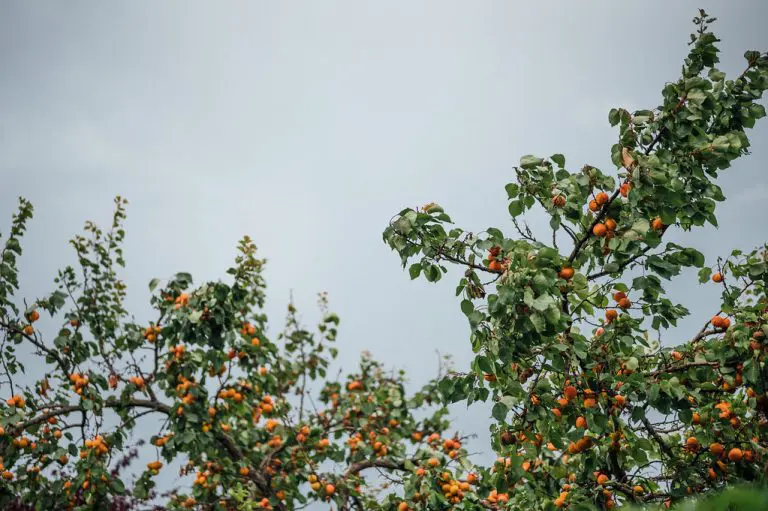 Ovo voće je razlog zašto najzdraviji narod na svijetu ne zna za rak